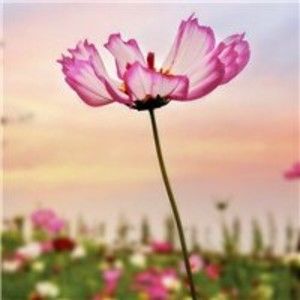 Meet your Posher, Teresa